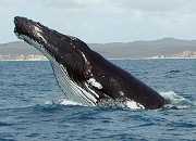 humpbackjpg.jpg