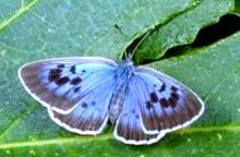 Butterfly Species Reborn 30 Years After Extinction
