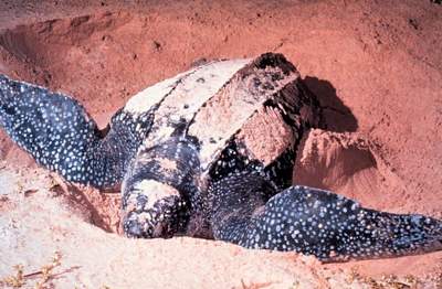 leatherback turtle
