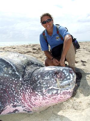 leatherback giant turtle - USFWS photo by Gisella Burgos