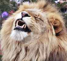 lion-face.jpg