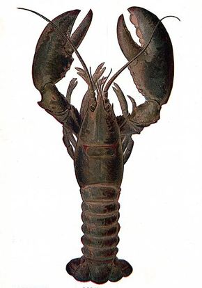live lobster
