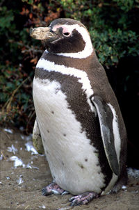 magellanic-penguin.jpg