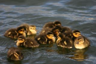 mallard-ducklings.jpg