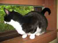 cat at window