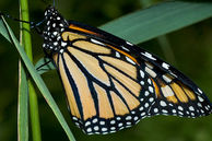 monarchbutterfly