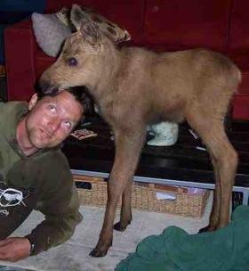 moose-calf.jpg
