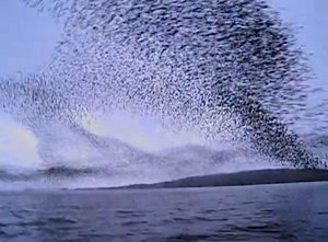 murmuration video