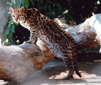 ocelot