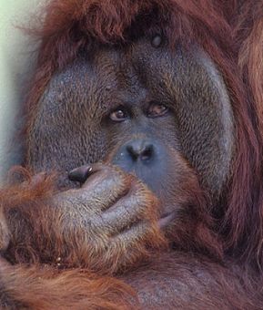 orangutan-borneo