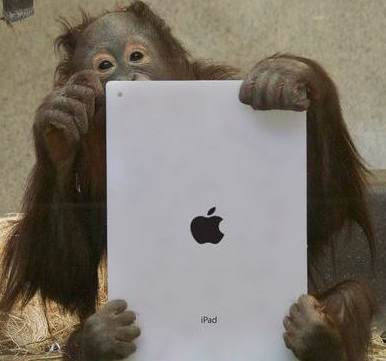 orangutan with iPad Photo by Kotaku