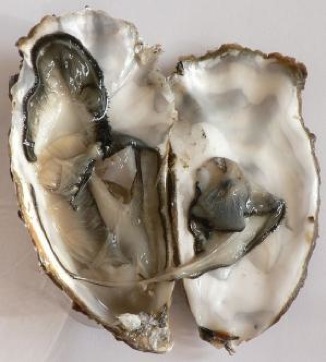 oyster half shell - GNU license