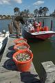 oysters-noaa.jpg