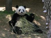 pandaeating.jpg