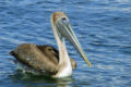 pelican.jpg