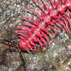 pink-milipede.jpg