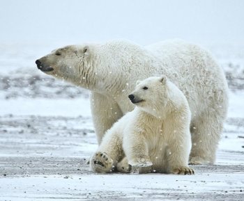 polar bear with cubs, naturespicsonline.com by Alan-Wilson-CC