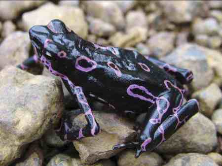 purple frog