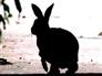 rabbit-hero.jpg