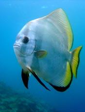 reef-fishy.jpg