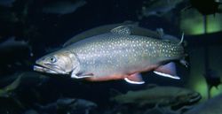 salvelinus_fontinalis