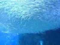 sardine-ballet.jpg
