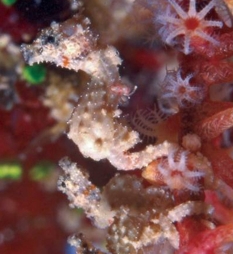sea-horse-tiny.jpg