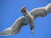 seagull