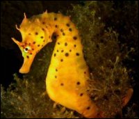 seahorse1