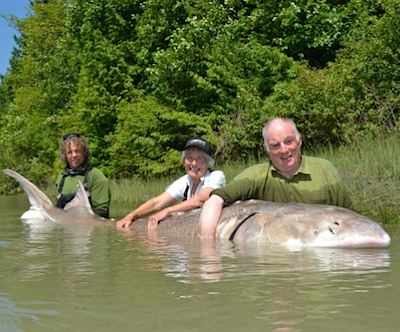 1100-pound sturgeon caught