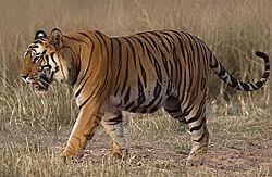 tiger.jpg