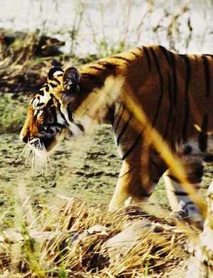 tiger photo from Explore.org