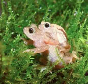 The Kihansi Spray Toad -Global Wildlife Conservation photo