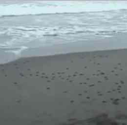 turtle-hatchilings-beach.jpg