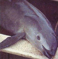 vaquita.jpg