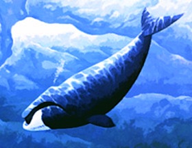 whale illustration - NOAA