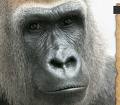 wstrn-gorrla-dnvr-zoo.jpg