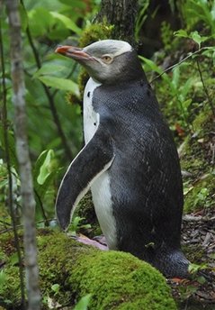 yellow-eyed-penguin.jpg