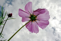 beneath-flower