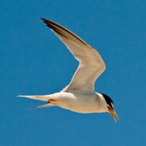 california least tern - USFWS photo