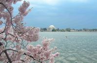 cherry blossoms
