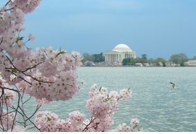 cherryblossoms