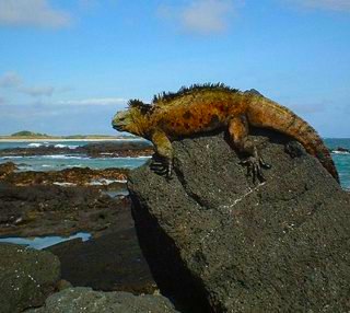 Galapagos Marine iguana