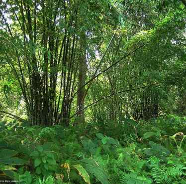 Bamboo forest by PhBasumata-Flickr-CC