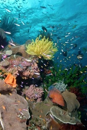 Coral Sea 