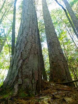 Forest red pine Wolf Lake