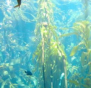 Kelp photo by Fastily - GNU license