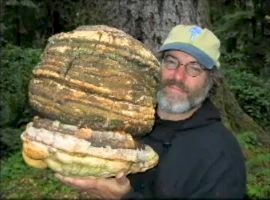 Mushroom Man Hunts for Clue to Fungai Cure-All 