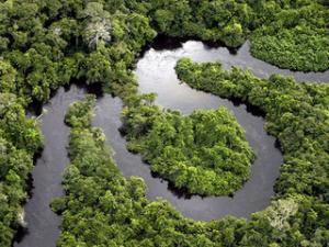 The Amazon rainforest