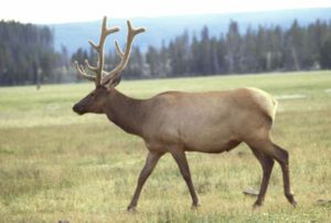 Wapiti, elk